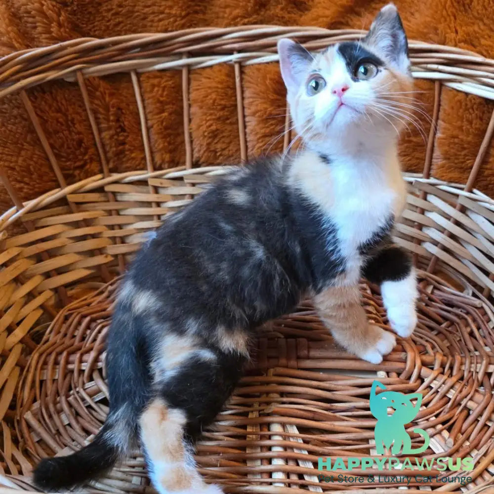 Barva British Shorthair female black tortie bicolour - live animals
