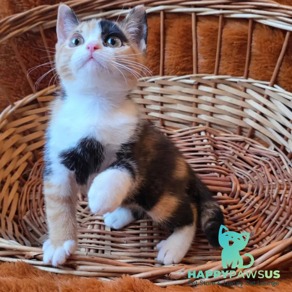 Barva British Shorthair female black tortie bicolour - live animals