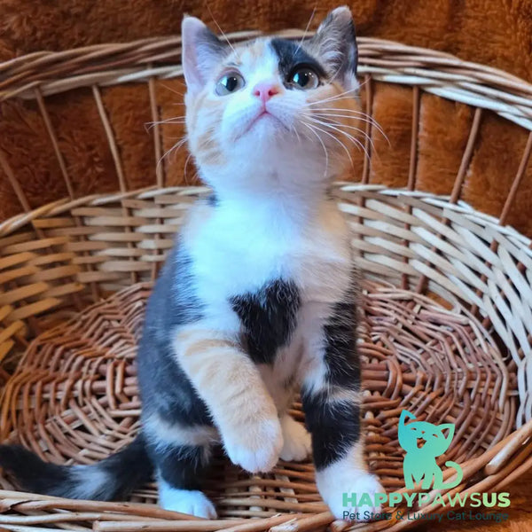 Barva British Shorthair female black tortie bicolour - live animals