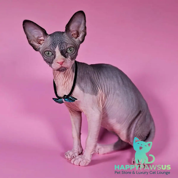 Basalt Canadian Sphynx male black bicolour - live animals