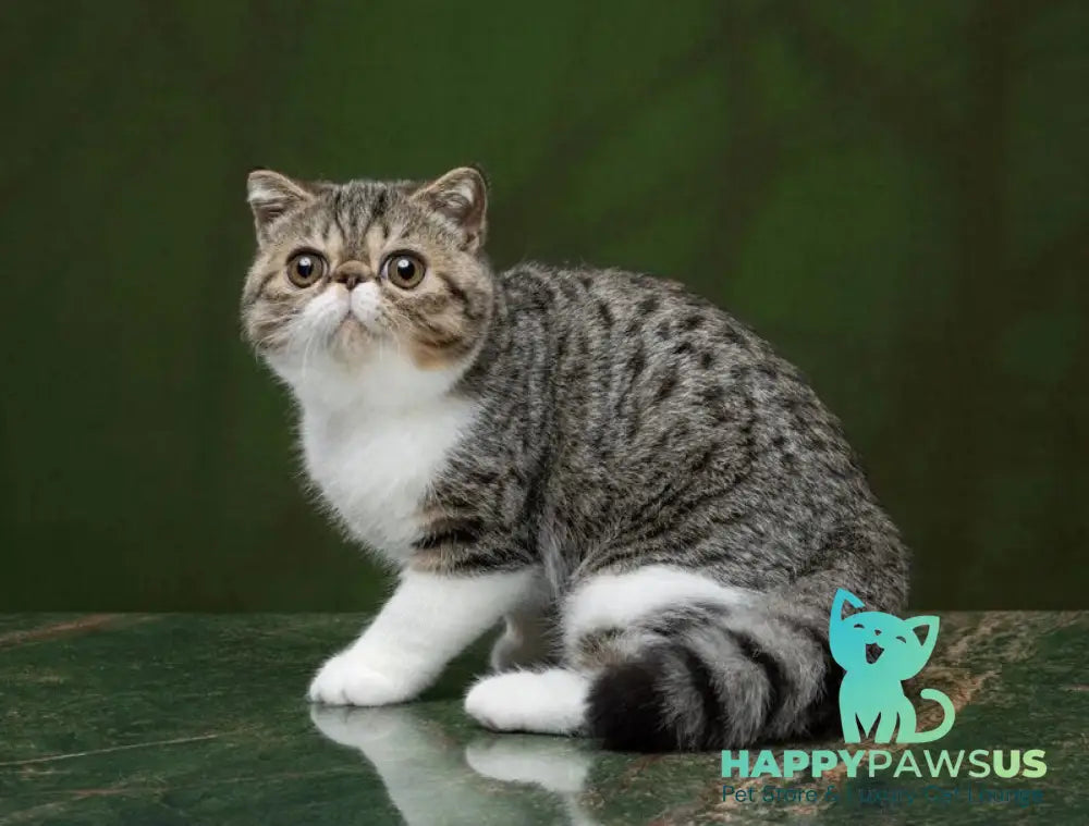 Basic Exotic male black bicolour spotted tabby - live animals