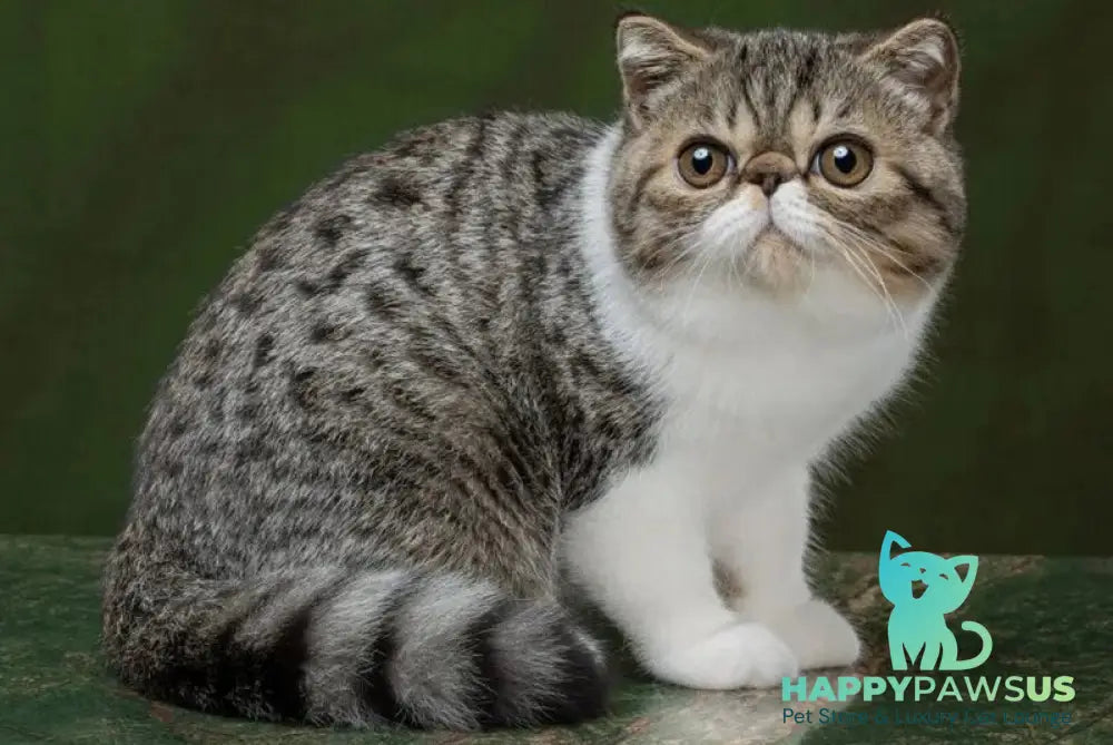 Basic Exotic male black bicolour spotted tabby - live animals
