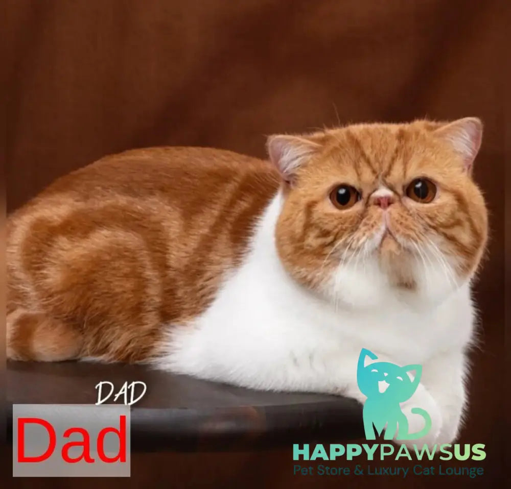 Basic Exotic male black bicolour spotted tabby - live animals