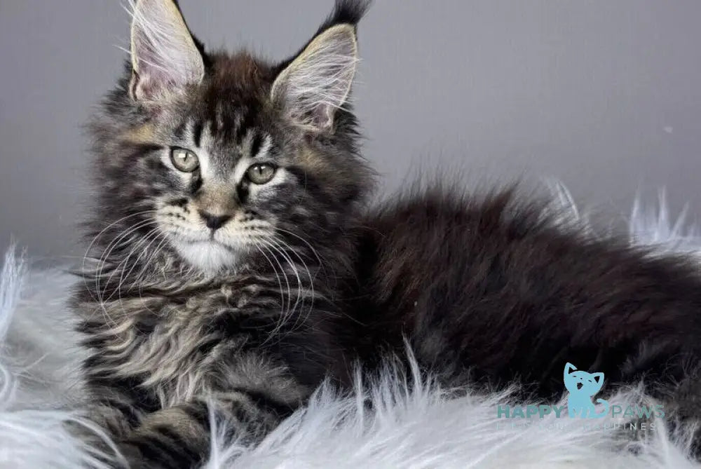 Basilio Maine Coon male black tabby - live animals