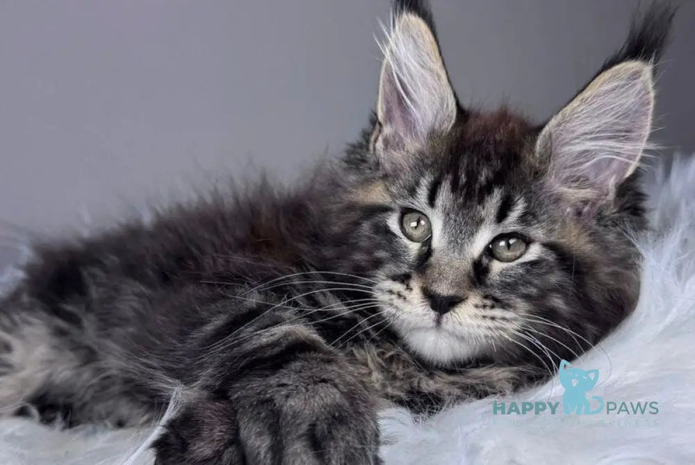 Basilio Maine Coon male black tabby - live animals