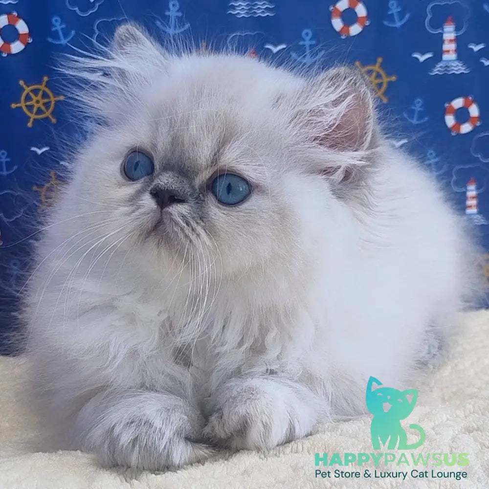 Bassi Persian female blue pointed - live animals