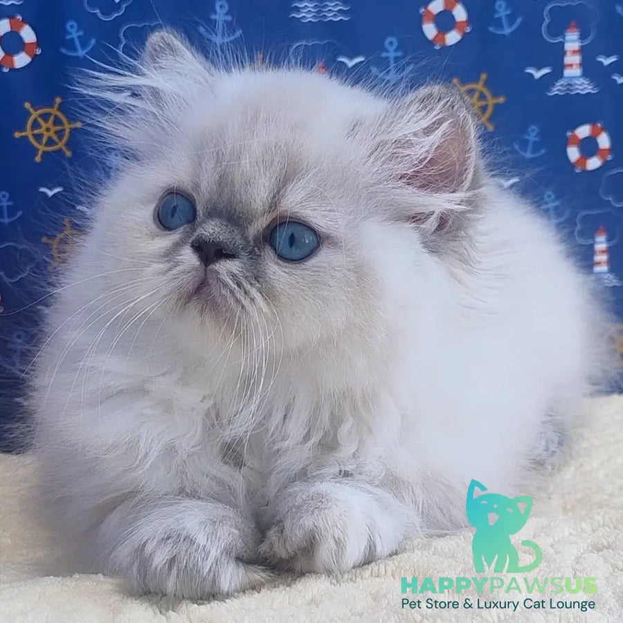 Bassi Persian female blue pointed - live animals