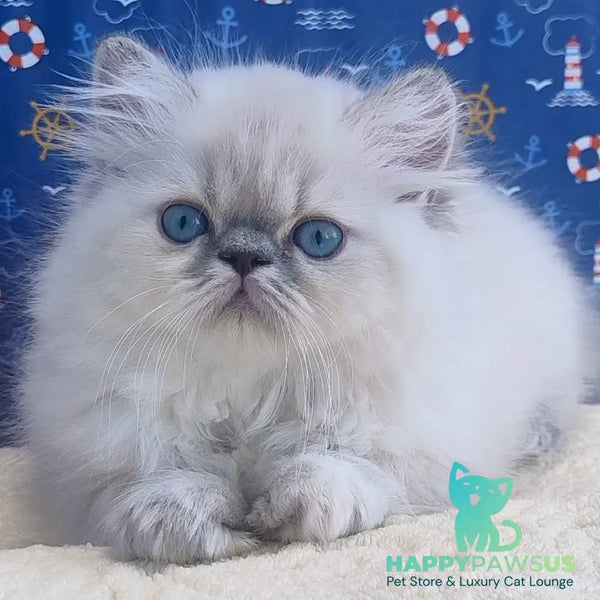 Bassi Persian female blue pointed - live animals