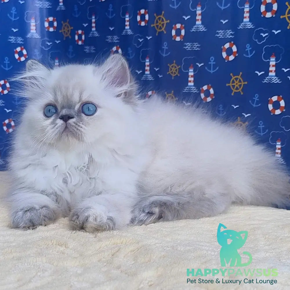 Bassi Persian female blue pointed - live animals