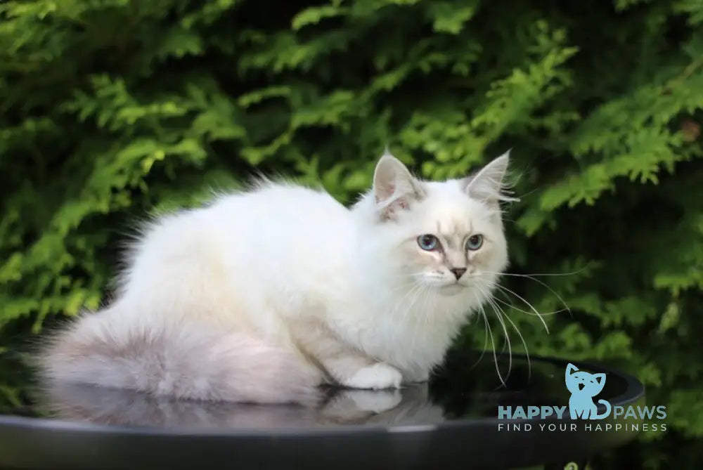 Bassia Siberian female blue tabby pointed with white live animals