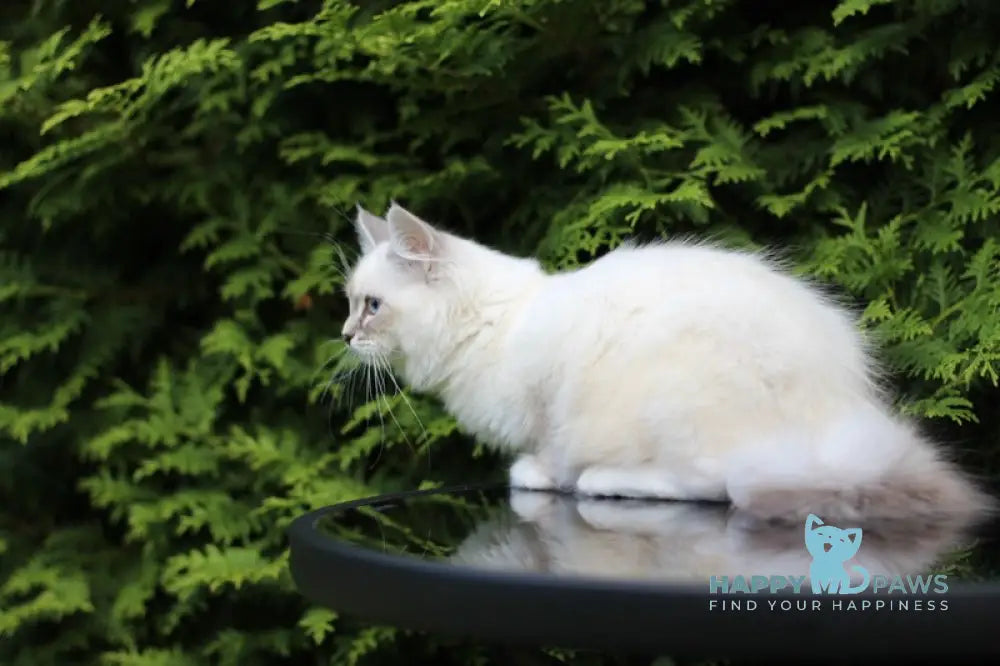 Bassia Siberian female blue tabby pointed with white live animals