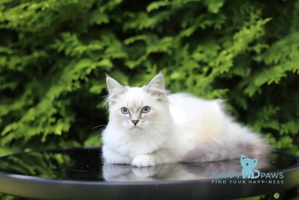 Bassia Siberian female blue tabby pointed with white live animals