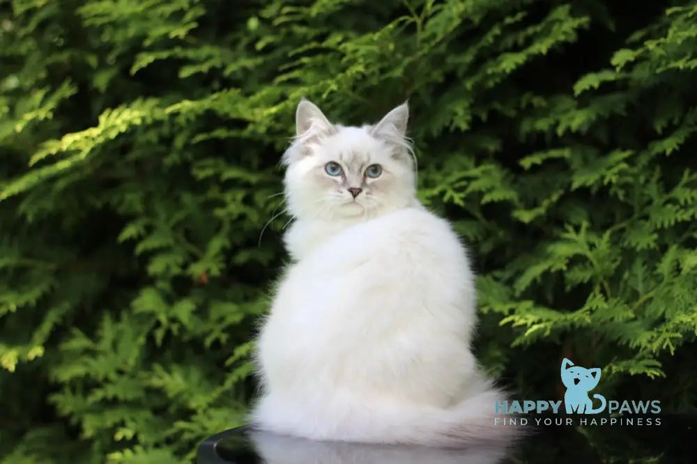 Bassia Siberian female blue tabby pointed with white live animals