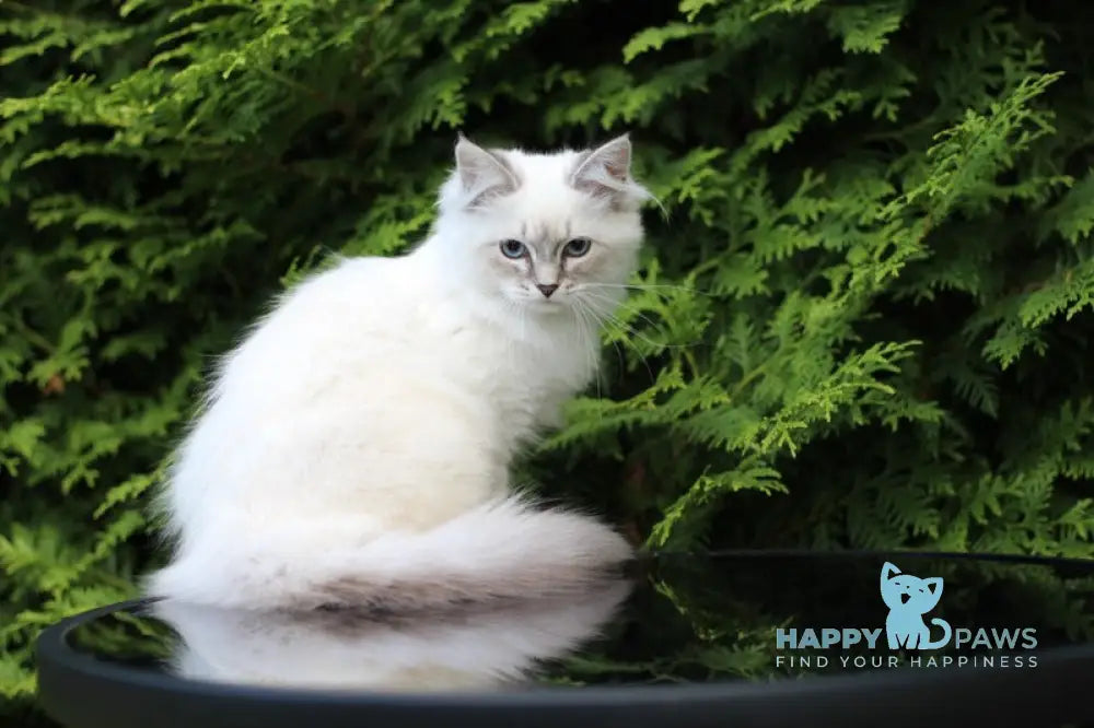 Bassia Siberian female blue tabby pointed with white live animals