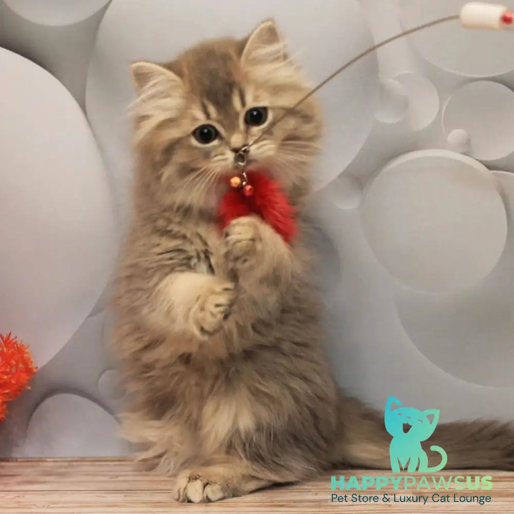 Basted British Longhair female blue golden ticked tabby - live animals