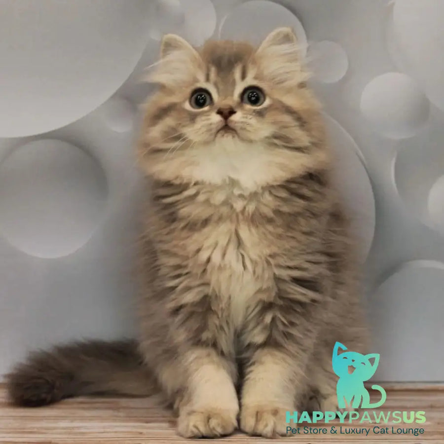 Basted British Longhair female blue golden ticked tabby - live animals