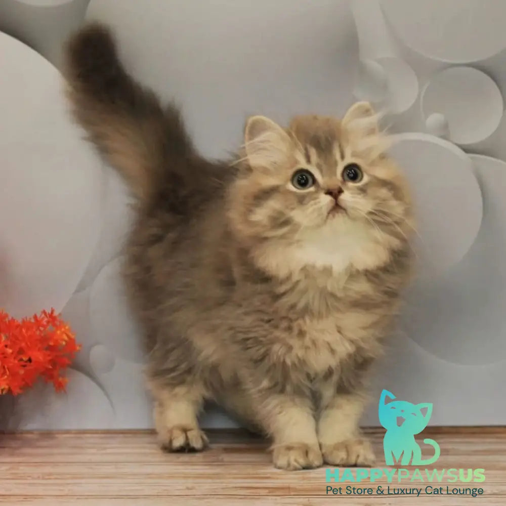 Basted British Longhair female blue golden ticked tabby - live animals