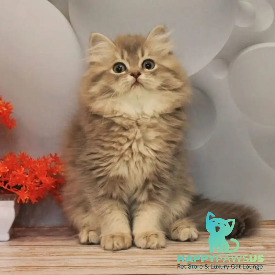 Basted British Longhair female blue golden ticked tabby - live animals