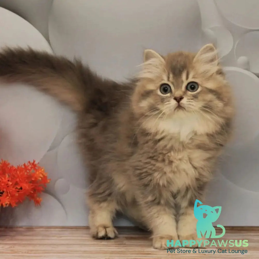 Basted British Longhair female blue golden ticked tabby - live animals