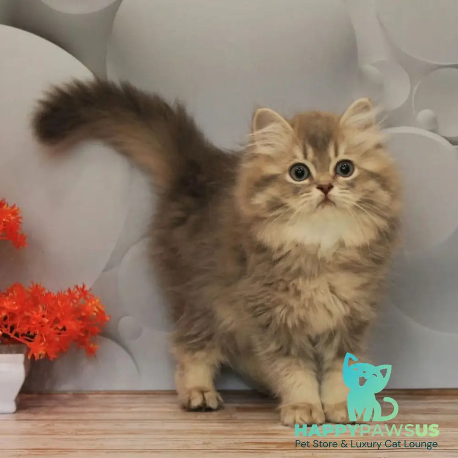 Basted British Longhair female blue golden ticked tabby - live animals