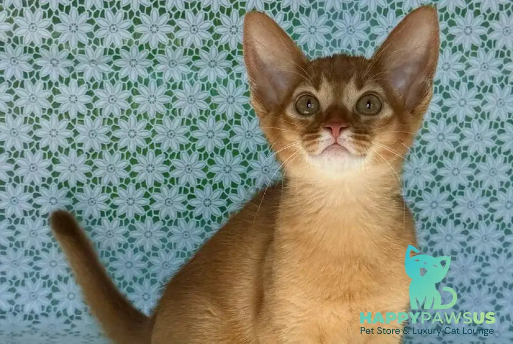 Bastet Abyssinian female sorrel - live animals