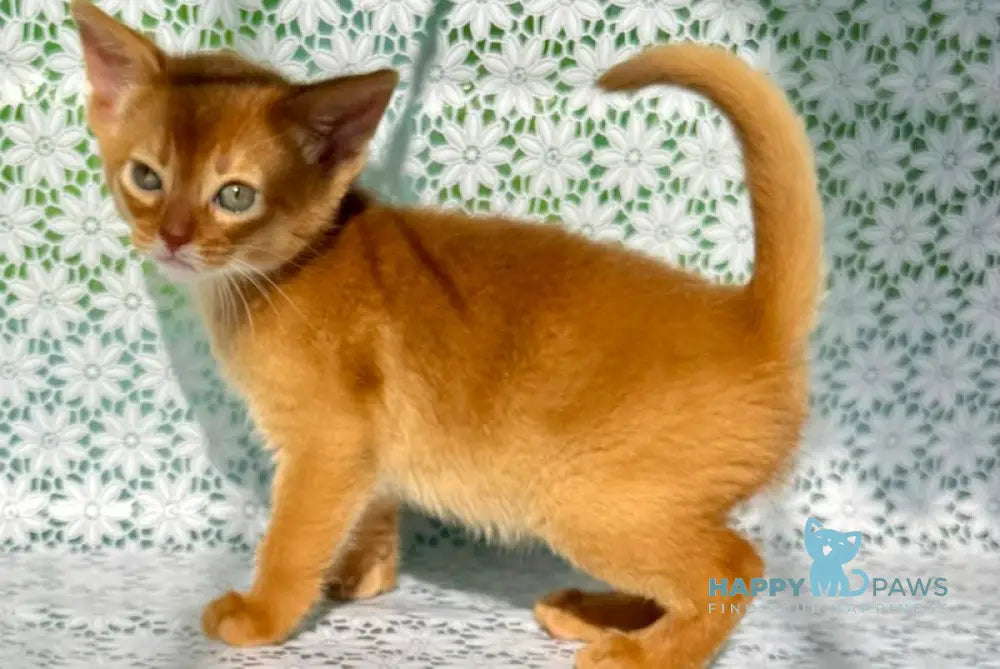 Bastet Abyssinian female sorrel - live animals