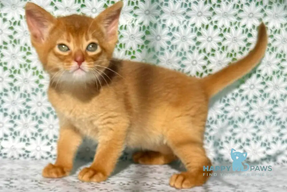Bastet Abyssinian female sorrel - live animals