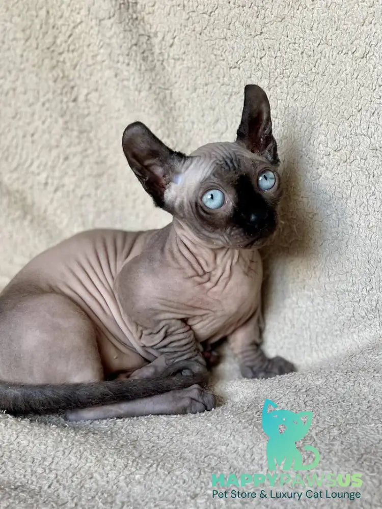Bastet Dwelf female blue - live animals