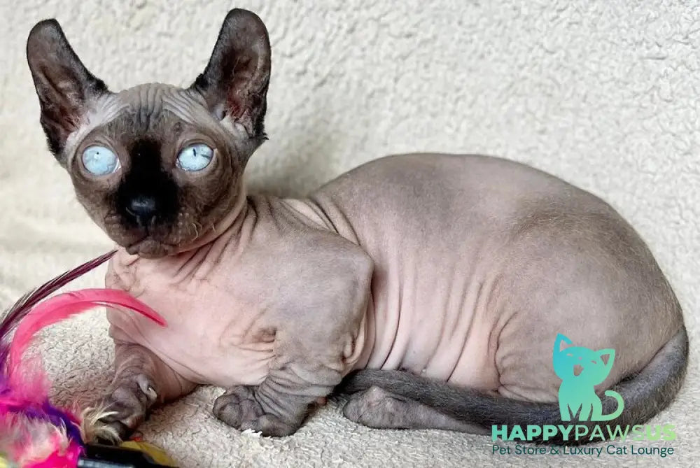 Bastet Dwelf female blue - live animals