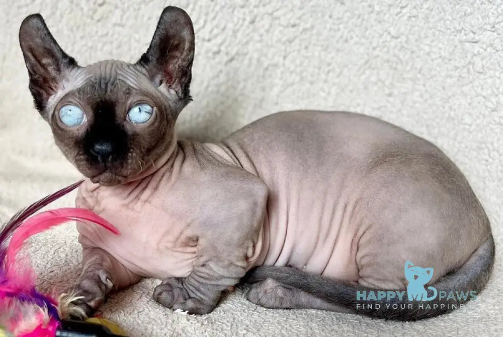 Bastet Dwelf female blue - live animals