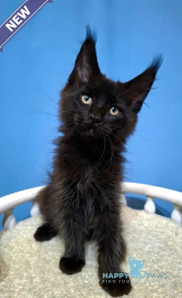 Bastet Maine Coon female black live animals