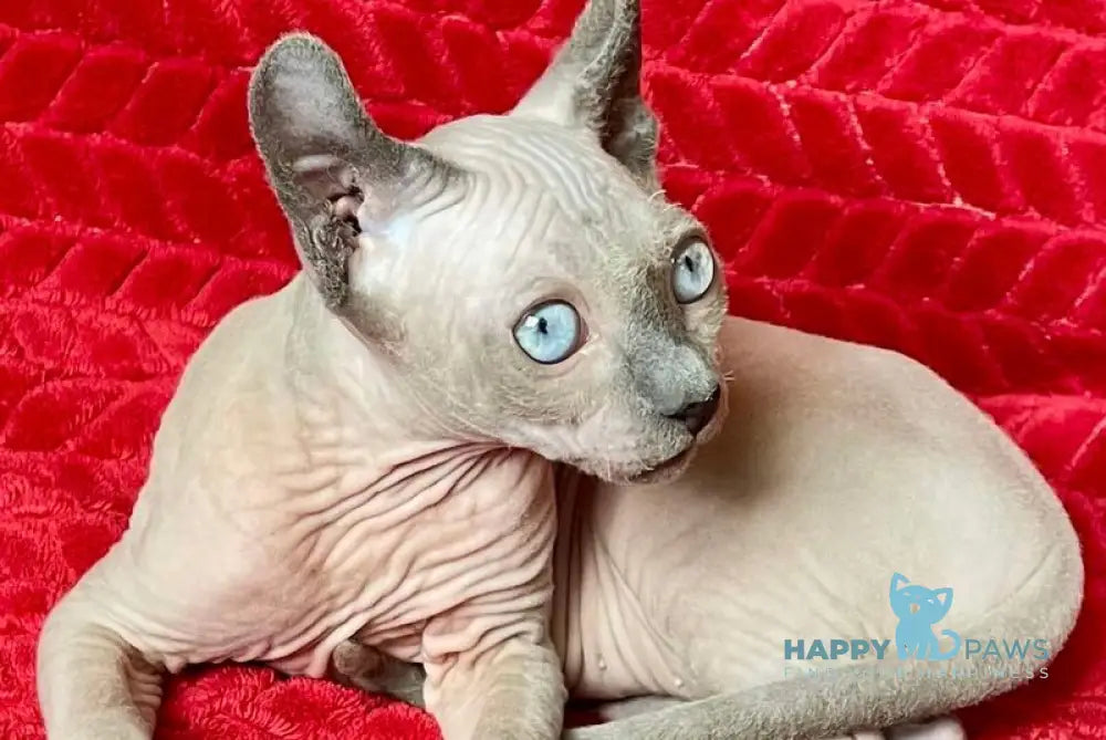 Bastian Elf male blue - live animals