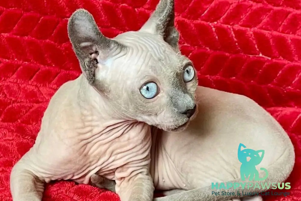 Bastian Elf male blue - live animals