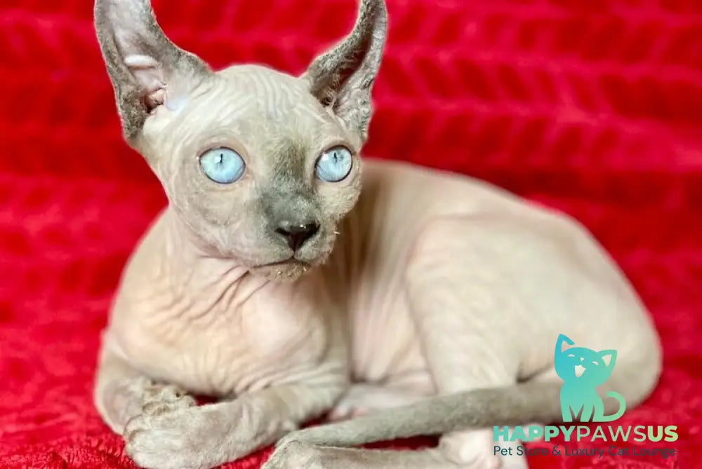 Bastian Elf male blue - live animals