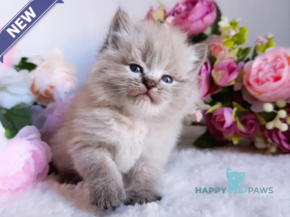 Bastian Siberian male black tabby pointed live animals