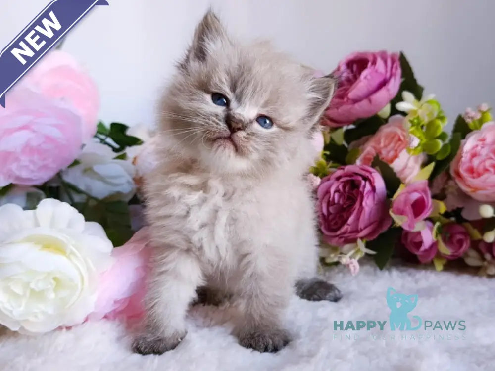 Bastian Siberian male black tabby pointed live animals