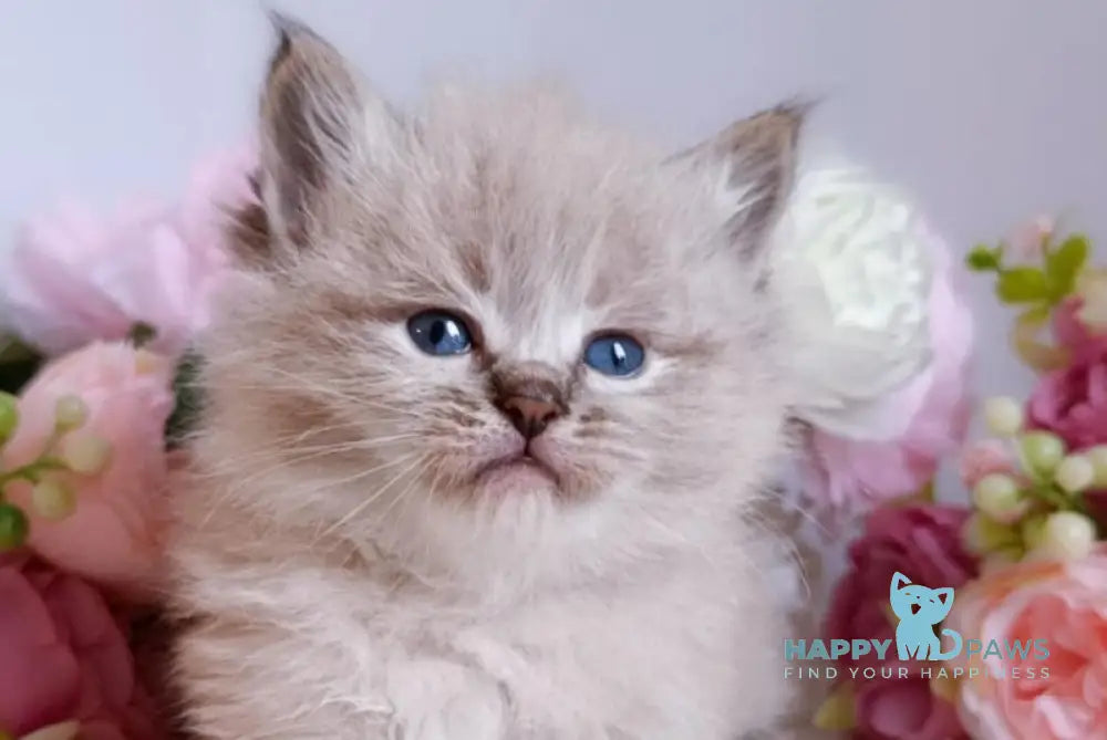 Bastian Siberian male black tabby pointed live animals