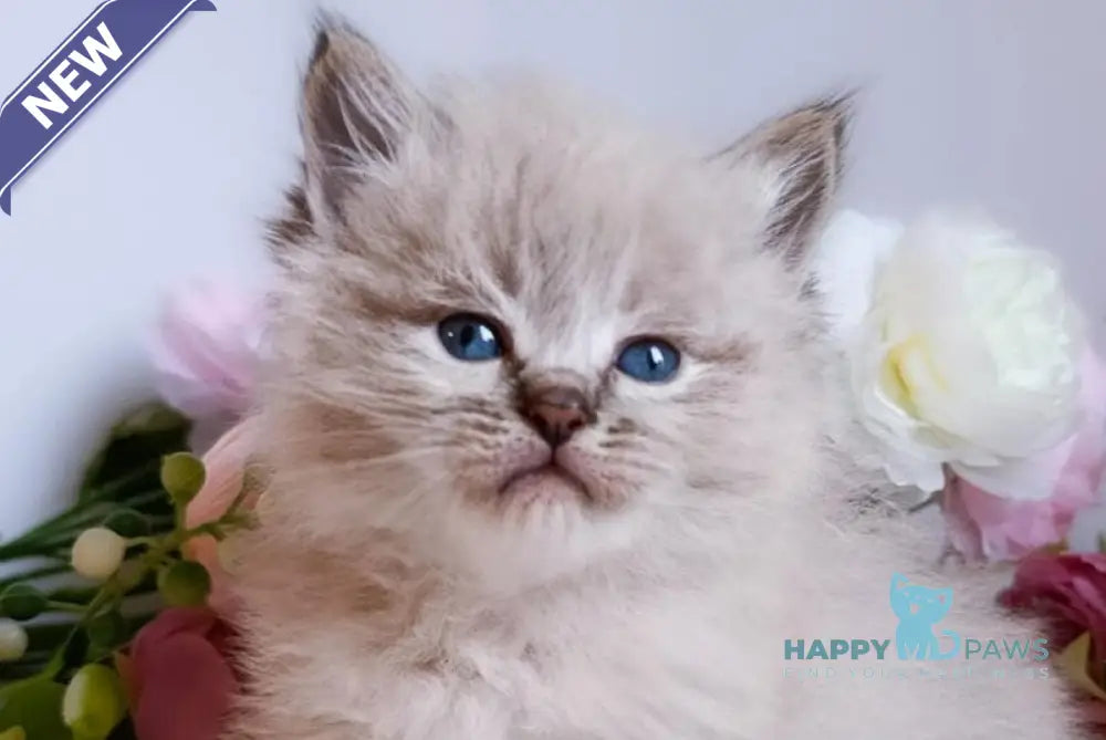 Bastian Siberian male black tabby pointed live animals