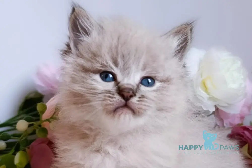 Bastian Siberian male black tabby pointed live animals