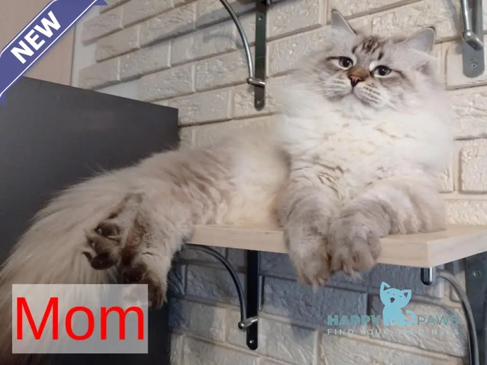 Bastian Siberian male black tabby pointed live animals