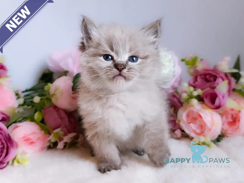 Bastian Siberian male black tabby pointed live animals