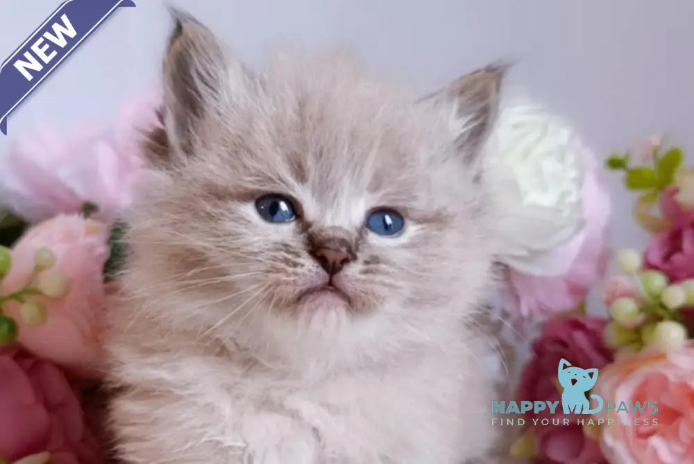 Bastian Siberian male black tabby pointed live animals