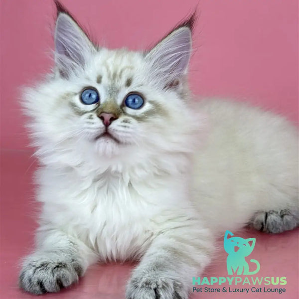 Bastian Siberian male seal tabby pointed - live animals