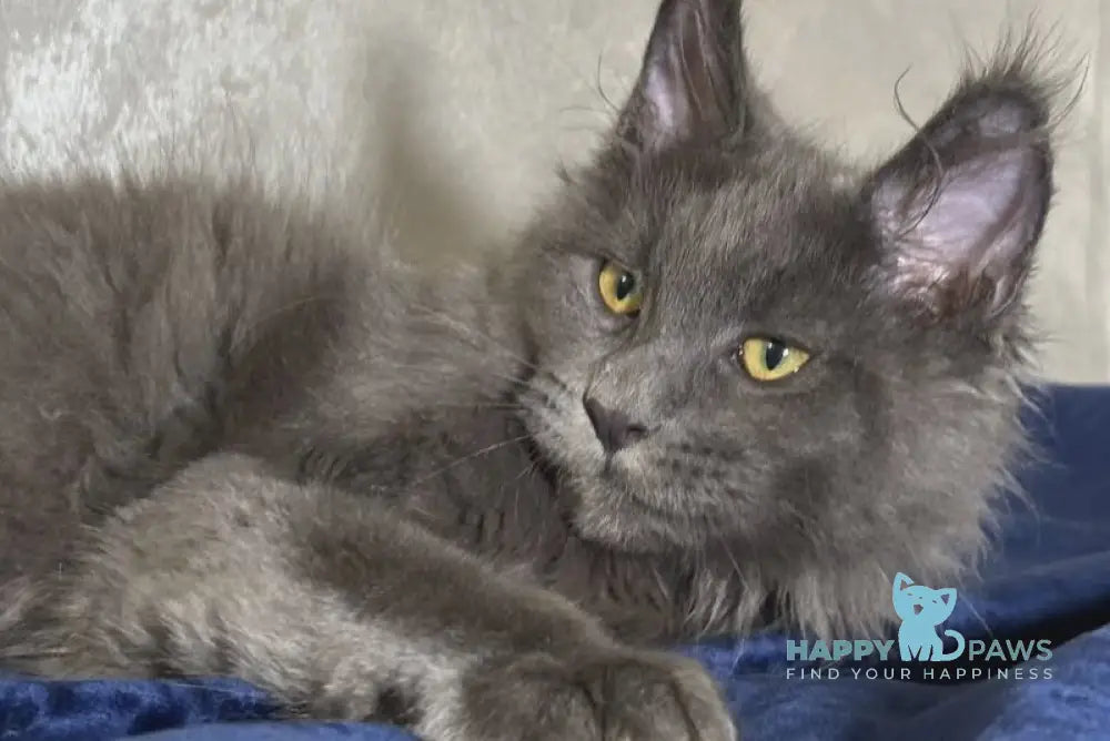 Bastin Maine Coon male blue - live animals