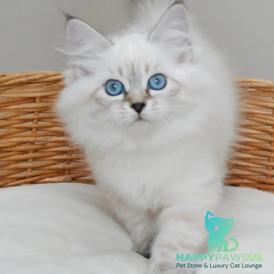 Basya Siberian female black tabby pointed - live animals