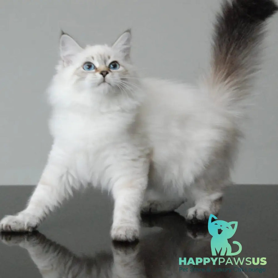 Basya Siberian female black tabby pointed - live animals