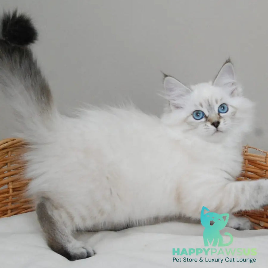 Basya Siberian female black tabby pointed - live animals