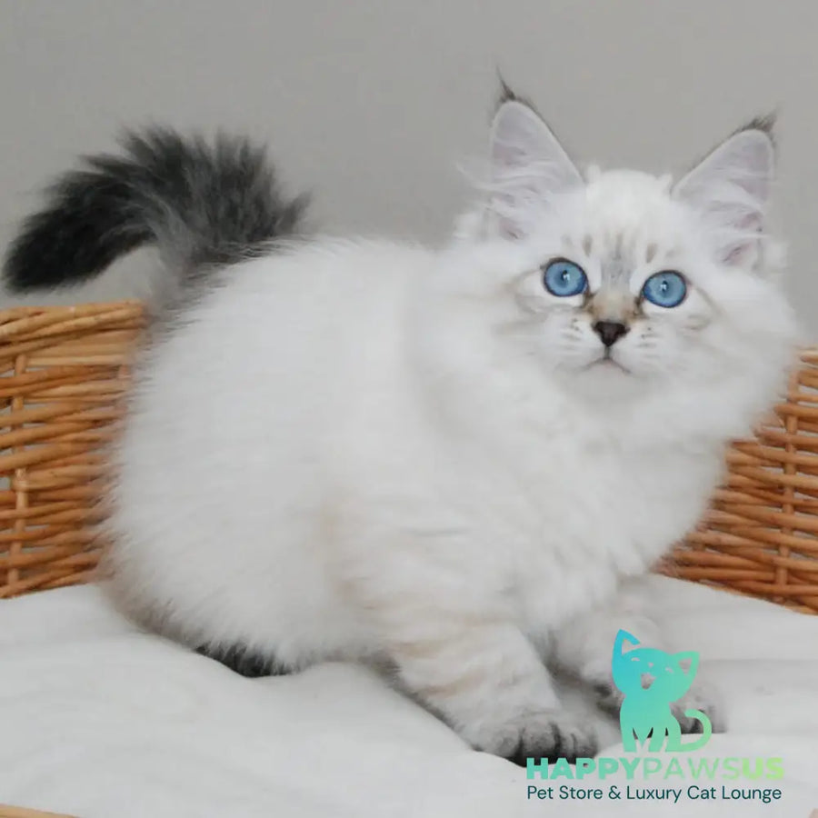 Basya Siberian female black tabby pointed - live animals