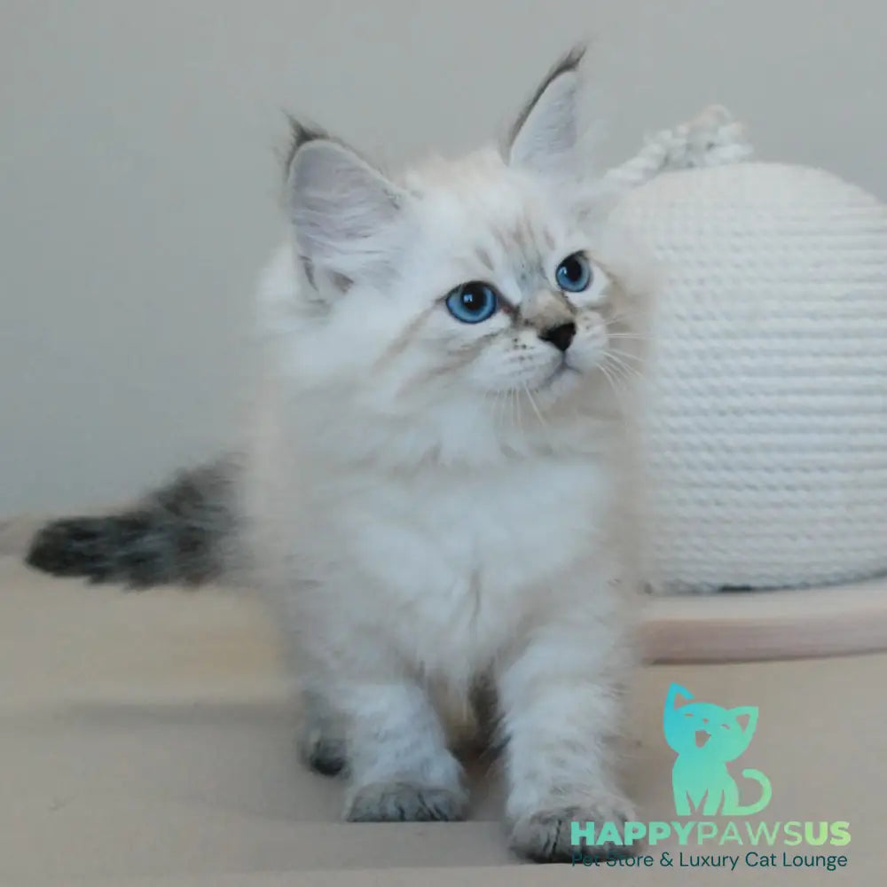 Basya Siberian female black tabby pointed - live animals