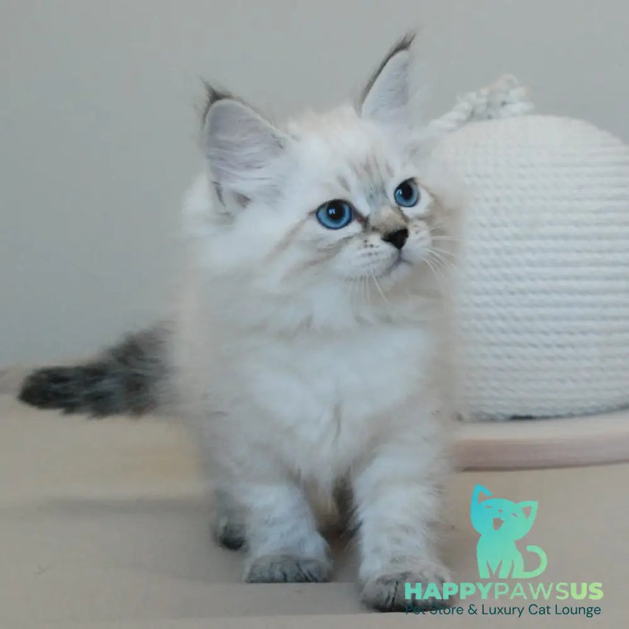 Basya Siberian female black tabby pointed - live animals